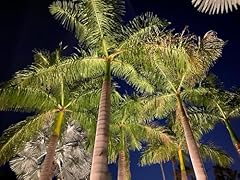 Florida royal palm for sale  Delivered anywhere in USA 