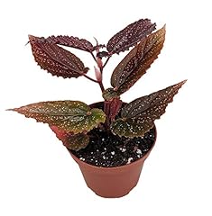 Heirloom fancy benigo for sale  Delivered anywhere in USA 