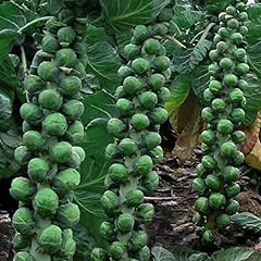 Brussels sprout brodie for sale  Delivered anywhere in UK