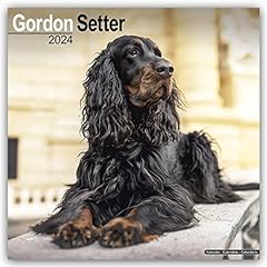 Gordon setter calendar for sale  Delivered anywhere in Ireland