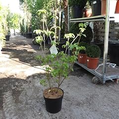 Cornus china girl for sale  Delivered anywhere in UK