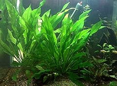 Large amazon bleheri for sale  Delivered anywhere in USA 