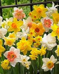 Narcisi misti daffodil usato  Spedito ovunque in Italia 