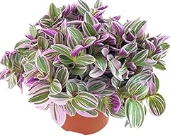Pink tradescantia sweetness for sale  Delivered anywhere in UK