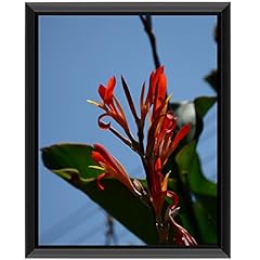 Uzifa 11x14 picture for sale  Delivered anywhere in USA 