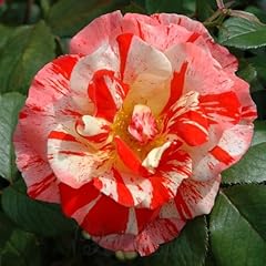 Peter beales roses for sale  Delivered anywhere in UK