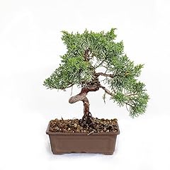 Kentis bonsai juniperus usato  Spedito ovunque in Italia 