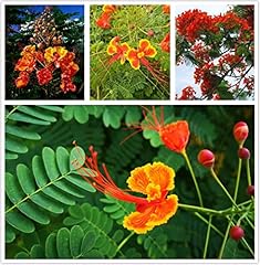 Red bird paradise for sale  Delivered anywhere in USA 