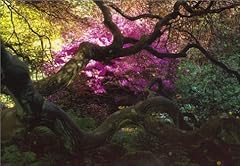 Gardener labyrinth portraits gebraucht kaufen  Wird an jeden Ort in Deutschland