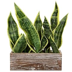 Fake snake plant for sale  Delivered anywhere in USA 