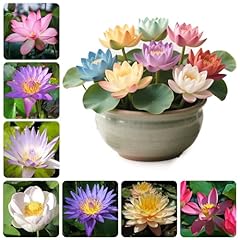 30pcs lotusblume samen gebraucht kaufen  Wird an jeden Ort in Deutschland