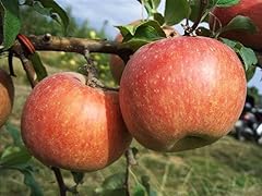 Albero melo fuji usato  Spedito ovunque in Italia 
