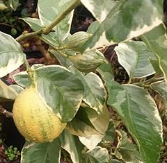 Citrus plant variegated for sale  Delivered anywhere in UK