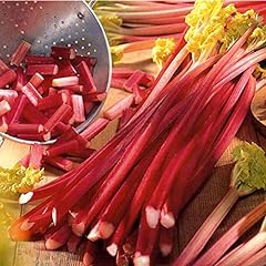 Schone rhubarb plant for sale  Delivered anywhere in Ireland