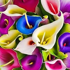 100 calla lily for sale  Delivered anywhere in USA 