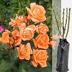 Fragrant rosa lovers for sale  Delivered anywhere in UK