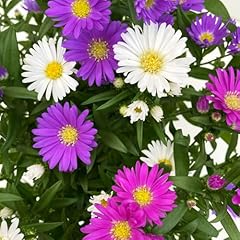 Aster novi belgii gebraucht kaufen  Wird an jeden Ort in Deutschland