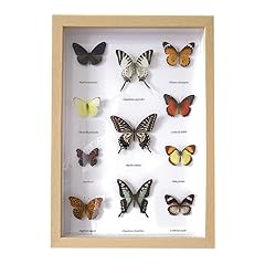 Butterfly specimen real for sale  Delivered anywhere in UK