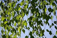 Direct plants betula for sale  Delivered anywhere in UK
