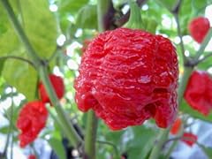 Pot brainstrain hot for sale  Delivered anywhere in USA 