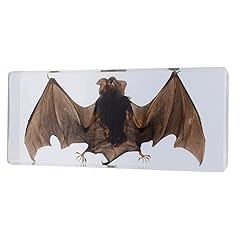 Bat specimen resin for sale  Delivered anywhere in UK