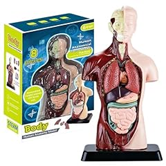 Human body model for sale  Delivered anywhere in UK