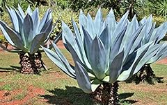 Succulent seeds rare for sale  Delivered anywhere in USA 
