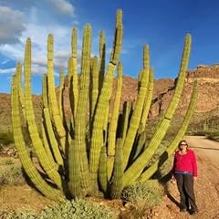 Arizona organ pipe for sale  Delivered anywhere in USA 