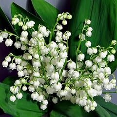 Yougarden lily valley for sale  Delivered anywhere in UK
