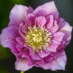 Yougarden hellebore double for sale  Delivered anywhere in UK