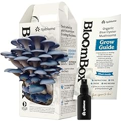 Organic blue oyster for sale  Delivered anywhere in USA 