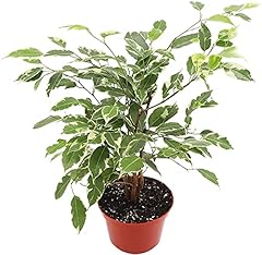 Ficus benjamina variegated for sale  Delivered anywhere in USA 