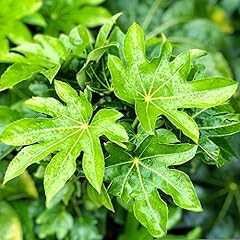 Fatsia japonica outdoor for sale  Delivered anywhere in UK