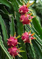 Dragon fruit plant for sale  Delivered anywhere in USA 