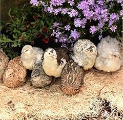 Celdon coturnix quail for sale  Delivered anywhere in USA 