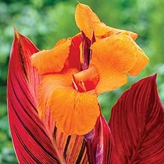 Canna bulbs for sale  Delivered anywhere in USA 