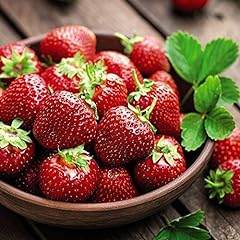 Strawberry plants ready for sale  Delivered anywhere in Ireland