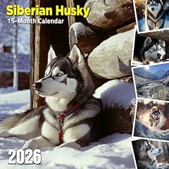 Siberian husky 2026 for sale  Delivered anywhere in USA 