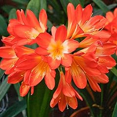 Clivia miniata seeds for sale  Delivered anywhere in USA 