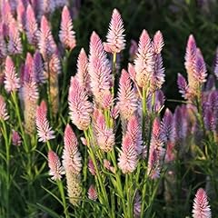 1000 celosia spicata for sale  Delivered anywhere in USA 