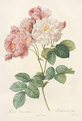 Rosa damascena poster for sale  Delivered anywhere in USA 