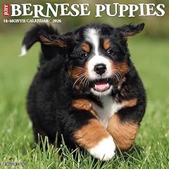 Bernese mountain puppies for sale  Delivered anywhere in UK
