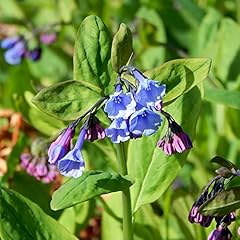 Mertensia virginica seeds for sale  Delivered anywhere in USA 