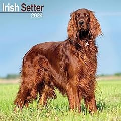 Irish setter calendar for sale  Delivered anywhere in UK