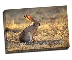 Wild hare rabbit for sale  Delivered anywhere in UK