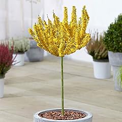 Forsythia nimbus tree for sale  Delivered anywhere in UK
