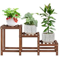 Jotboom tiers plant for sale  Delivered anywhere in USA 