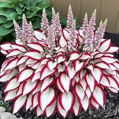 Hosta plant seeds for sale  Delivered anywhere in USA 