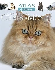 Beaux chats d'occasion  Livré partout en France