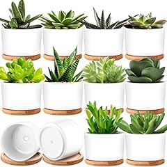 Cindeer sets succulent for sale  Delivered anywhere in USA 